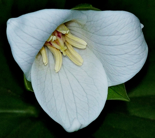{Trillium flexipes}